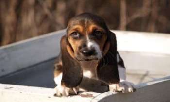 Puzzle 1760 - Basset