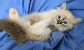Puzzle 1775 - Birman