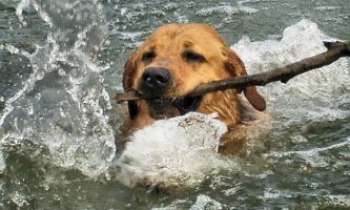Puzzle 1810 - Bravo, le chien !