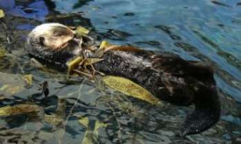 Puzzle 1814 - Loutre au repos