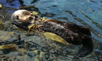 Puzzle Loutre au repos