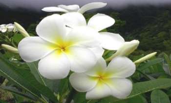Puzzle 1818 - Frangipane - fleur
