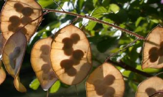 Puzzle Fruits Monnaie du Pape