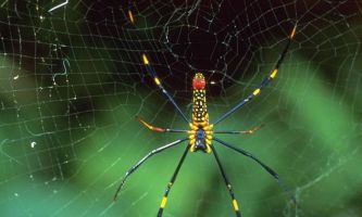 Puzzle Voile arachnéen
