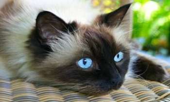 Puzzle 1860 - Chat de Birmanie