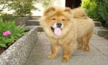 Puzzle 1880 - Chow-Chow