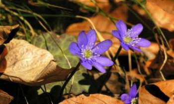 Puzzle 1900 - Fleurs de sous-bois