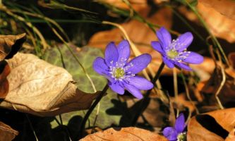 Puzzle Fleurs de sous-bois