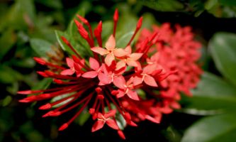 Puzzle Eclosion
