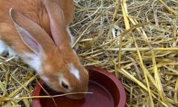 Puzzle 1910 - Lapin domestique