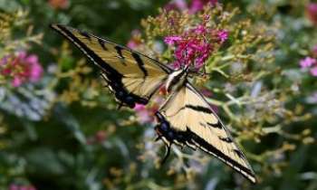 Puzzle 1958 - Grand papillon
