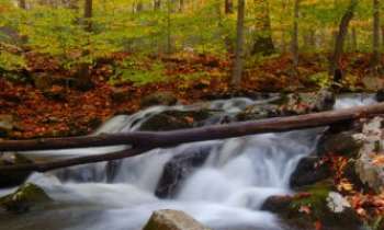 Puzzle 1959 - Cascade en automne