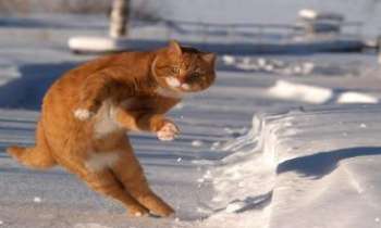 Puzzle 1981 - Chat skieur