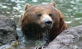 Puzzle Tête d'Ours