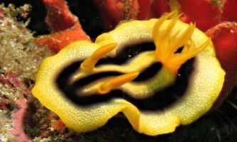 Puzzle Nudibranche