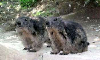 Puzzle 2021 - Marmottes des Pyrénées