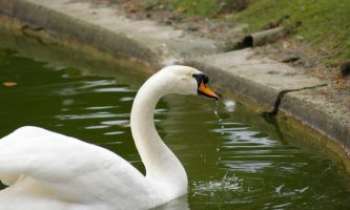 Puzzle 2124 - Cygne au bord du bassin