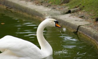 Puzzle Cygne au bord du bassin