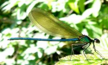 Puzzle 2052 - Libellule Bleue