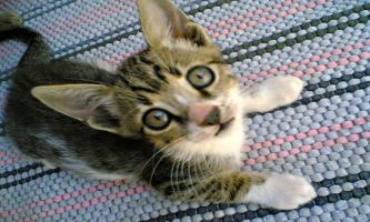 Puzzle Chat en plongée