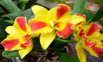 Puzzle Flammes d'orchidée