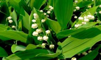 Puzzle 2098 - Muguet de la forêt
