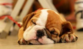 Puzzle 2102 - Sieste de bébé
