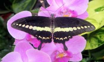 Puzzle 2122 - Papillon de serre