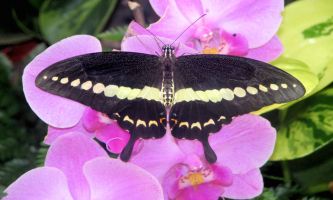 Puzzle Papillon de serre
