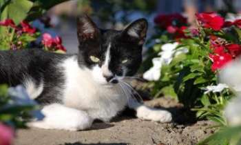 Puzzle 2146 - Chat au soleil