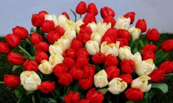 Puzzle 2185 - Bouquet d'honneur
