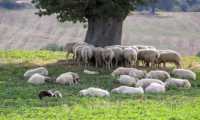Puzzle Moutons de Toscane