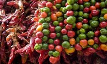 Puzzle 2155 - Séchage de piments