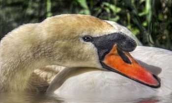Puzzle 2167 - Cygne en boule