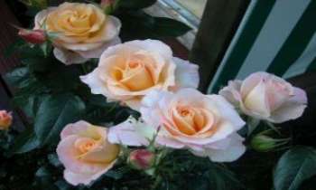 Puzzle 2168 - Roses de jardin