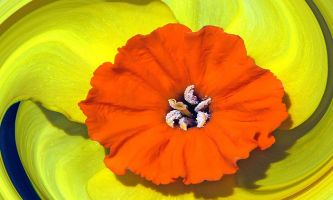 Puzzle Flamboyante