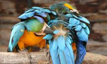 Puzzle 2215 - Flirt de Perroquets