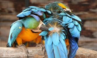 Puzzle Flirt de Perroquets