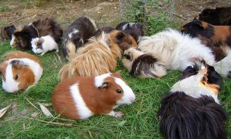Puzzle Cochons d'Inde