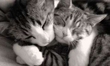 Puzzle 2303 - Amours de chats