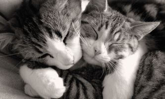 Puzzle Amours de chats