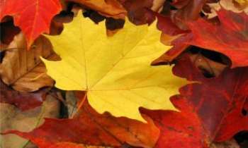Puzzle 2264 - Aux couleurs de l'Automne