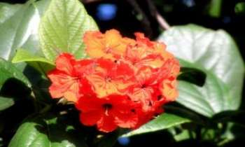 Puzzle 2326 - Fleurs d'Antigua