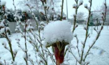 Puzzle 2339 - Bourgeons sous la neige