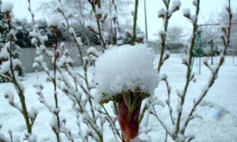 Puzzle Bourgeons sous la neige