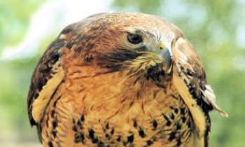 Puzzle 2342 - Aigle ravisseur 