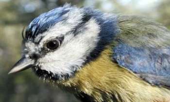 Puzzle 2348 - Mésange bleue - macro
