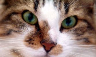 Puzzle Chat aux yeux verts