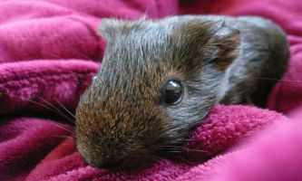 Puzzle Coquin hamster