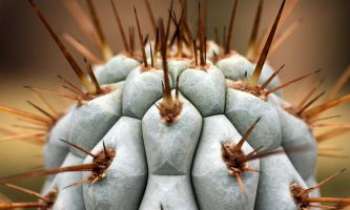 Puzzle 2372 - Cactus